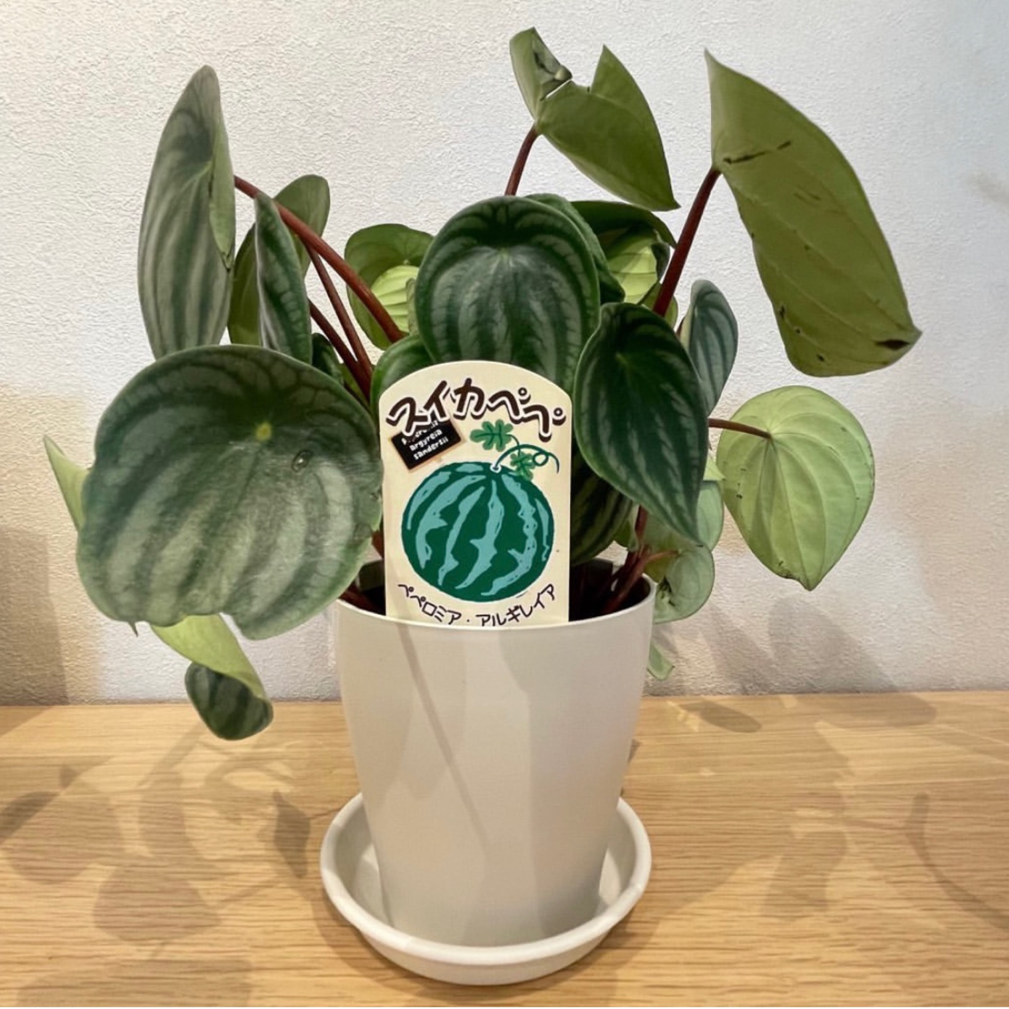 西尾市接骨院の新着画像