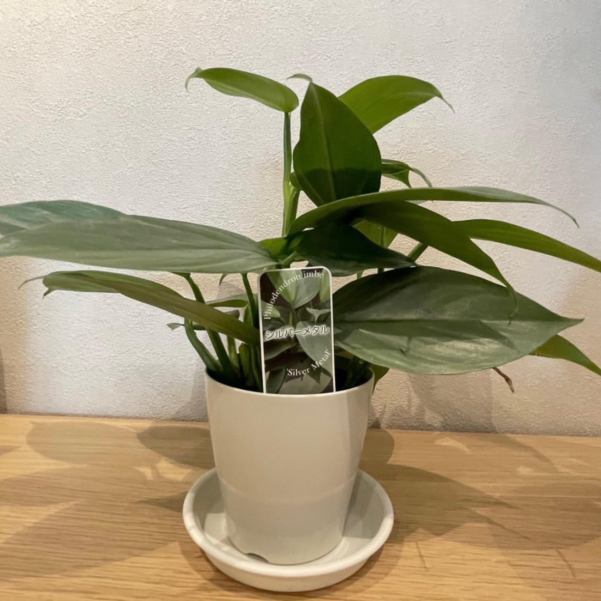 西尾市接骨院の新着画像